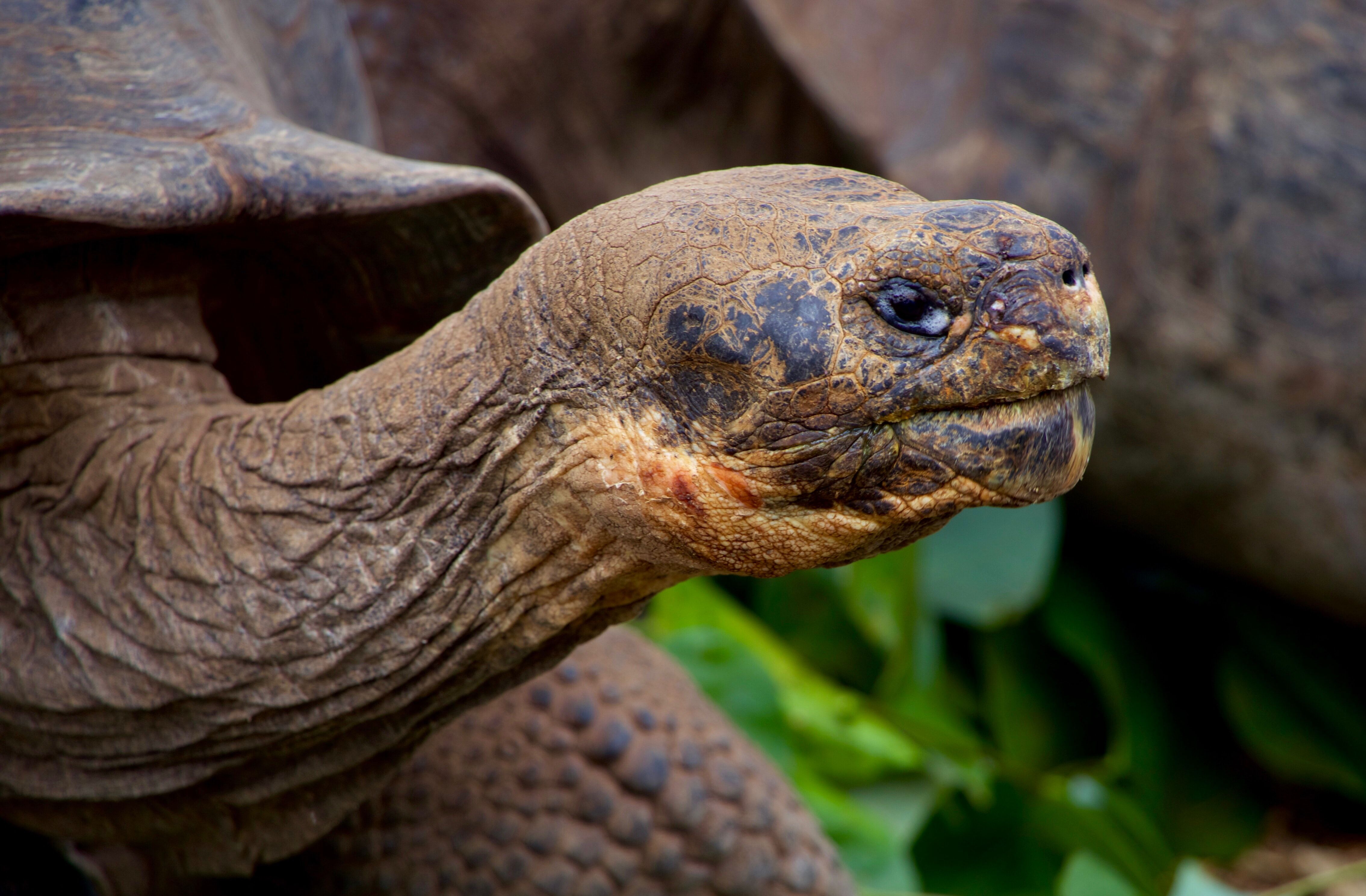 Почему черепахи живут дольше. Старая черепаха. Галапагосские животные. Черепахи Галапагосских островов Дарвин. Хладнокровные животные черепаха.