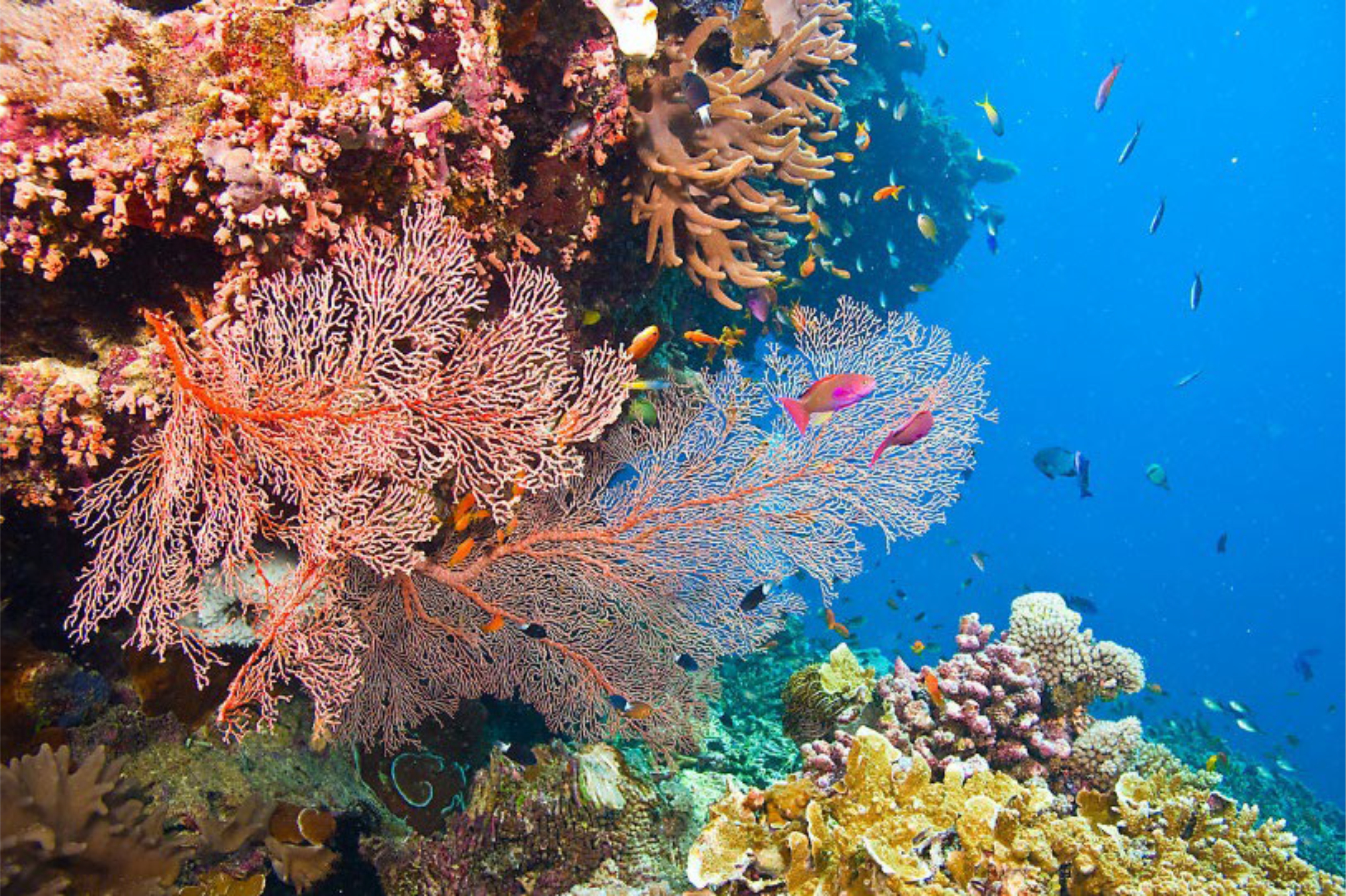 Коралловый риф отзывы. Коралловый Барьерный риф. Большой Барьерный риф в коралловом море. Большой Барьерный риф коралловые полипы. Морской парк большого барьерного рифа.